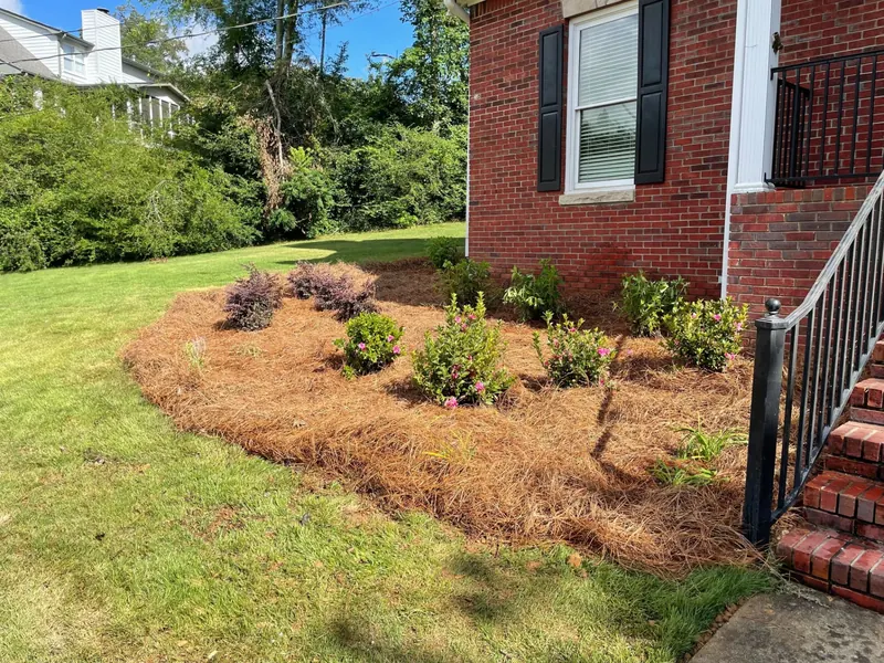 Pine straw bed freshly installed around shrubs beside a home